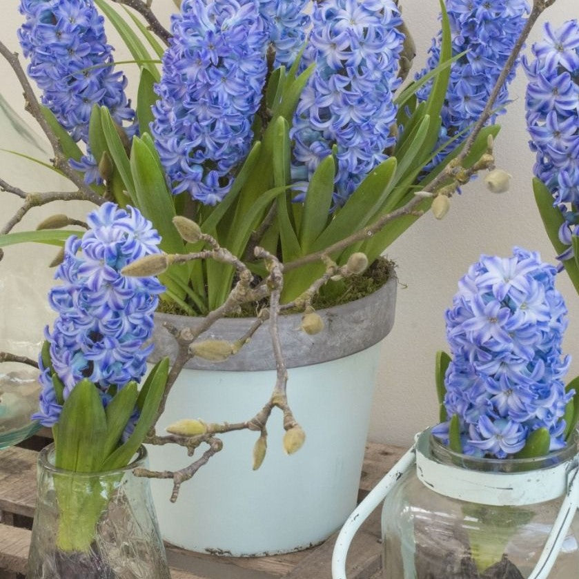 Hyacinth - Aqua
