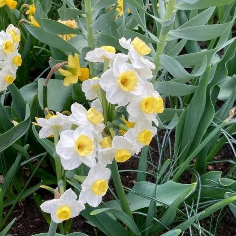 Daffodil - Avalanche