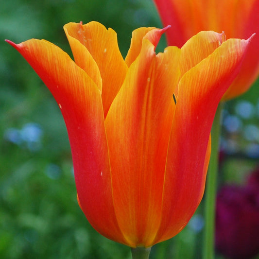 Orange and Purple Collection - Pretty Tulip Lovers Gift