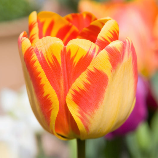 Tulip - Banja Luka