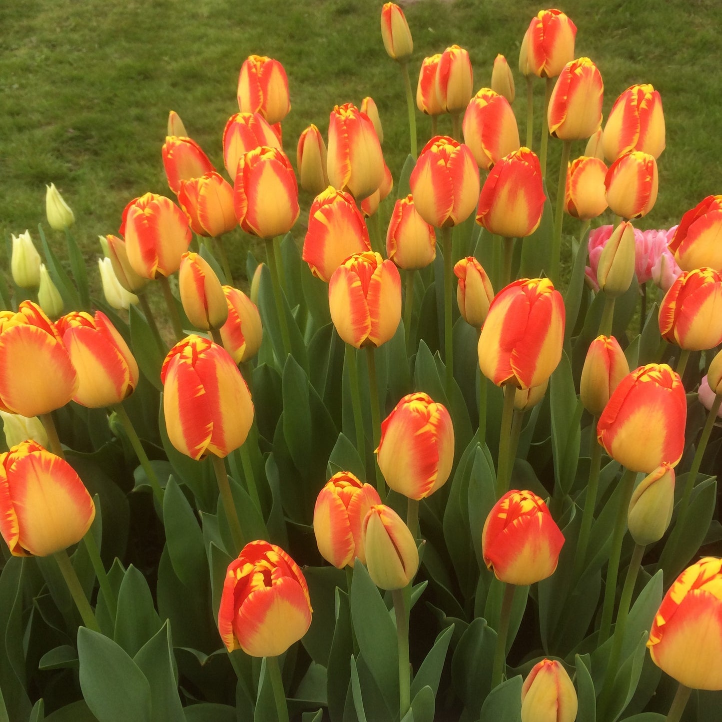 Tulip - Banja Luka
