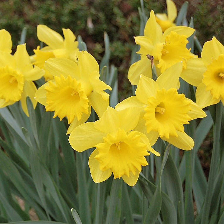 Daffodil - Barenwyn
