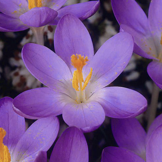 Crocus Species - Barrs Purple