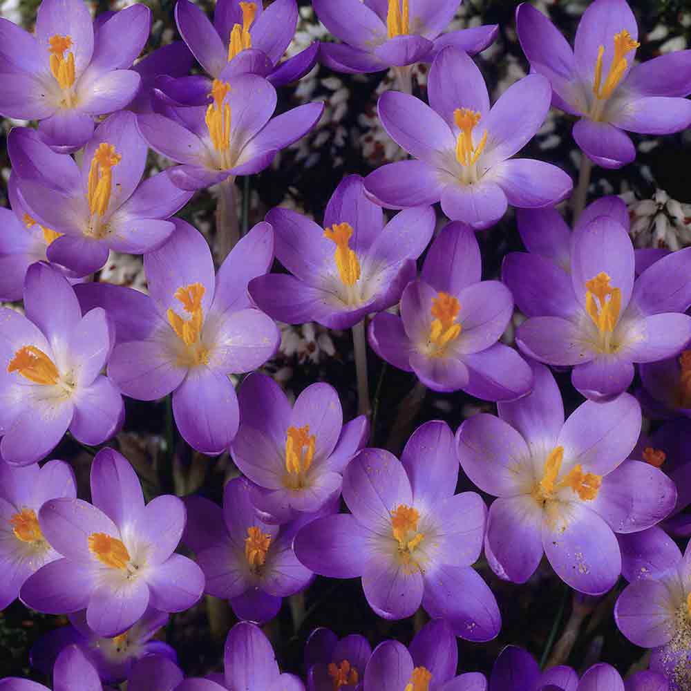 Crocus Species - Barrs Purple