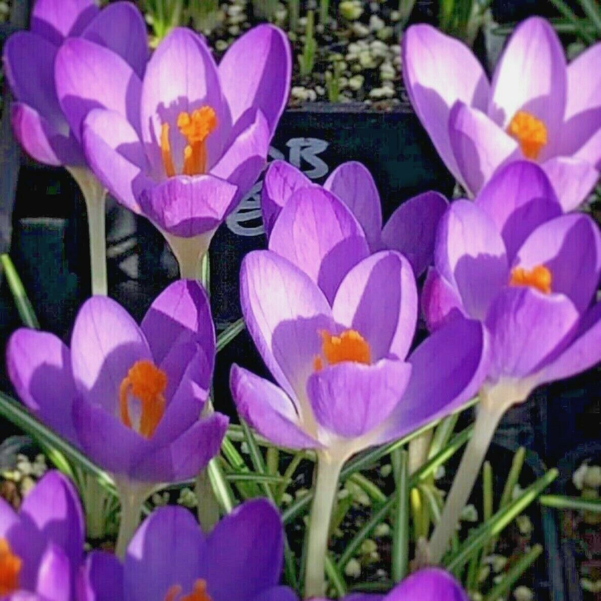 Crocus Species - Barrs Purple