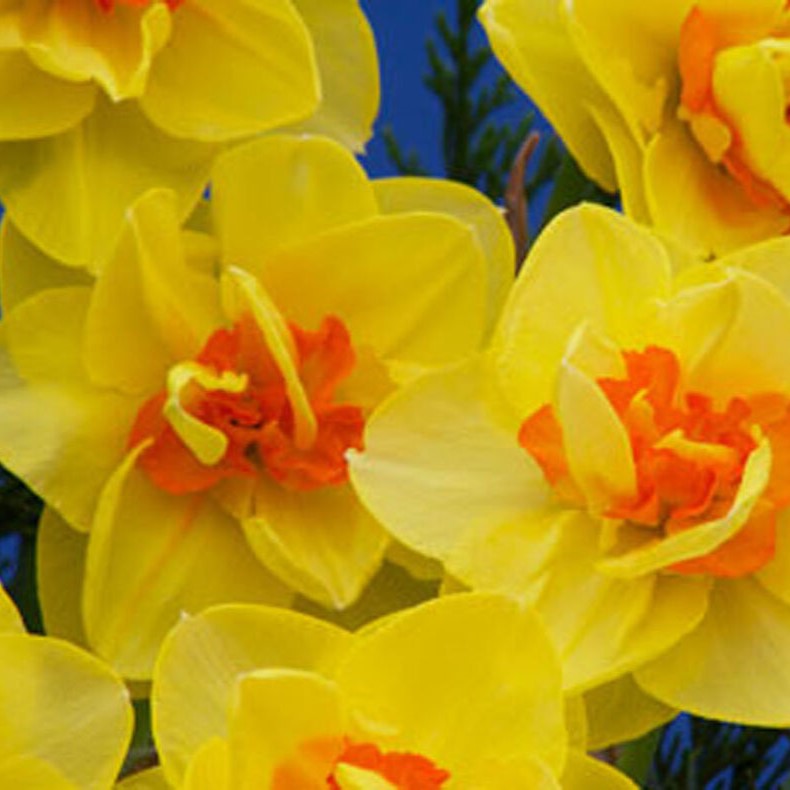 Daffodil - Beauvallon