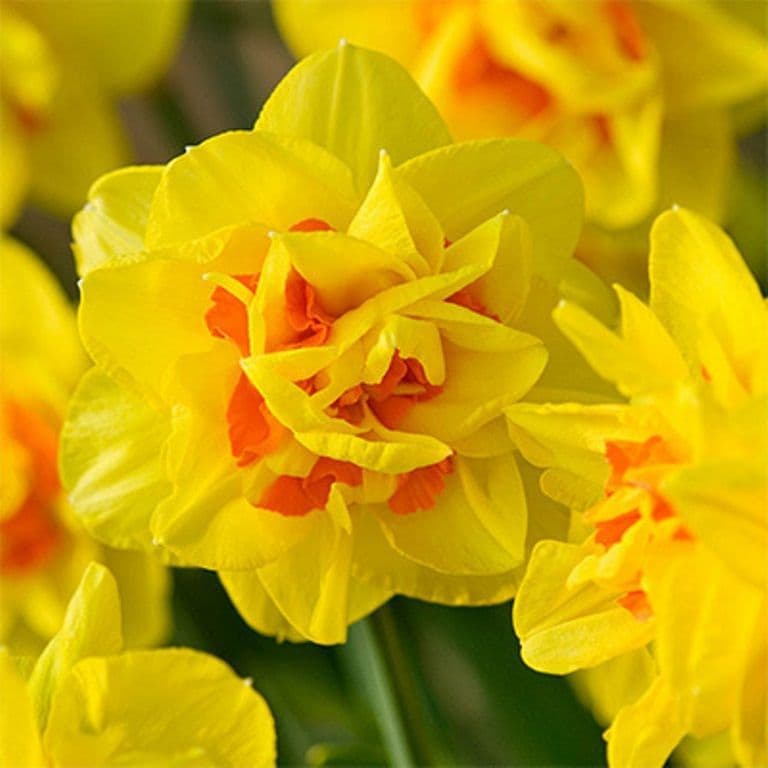 Daffodil - Beauvallon