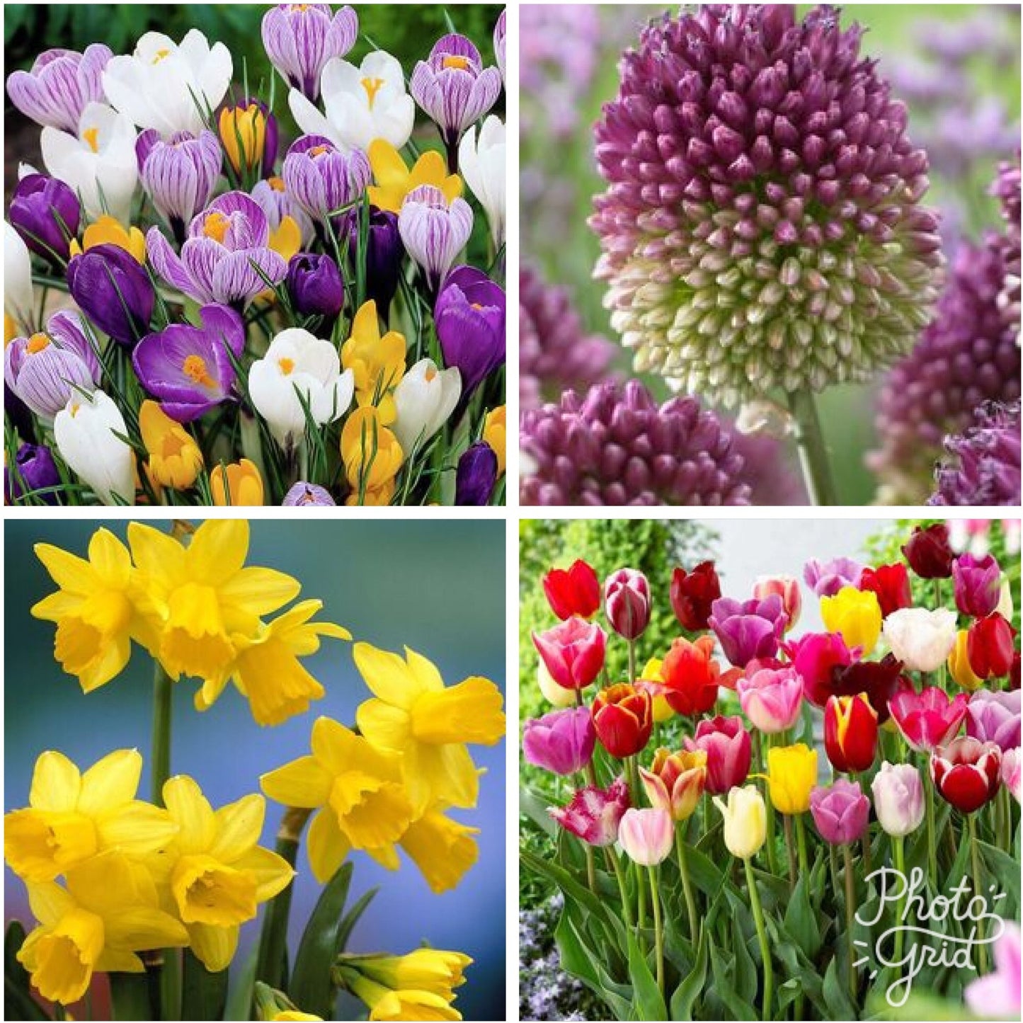 Bulb Beginner Collection - Perfect Garden Gift For Those Getting Started !