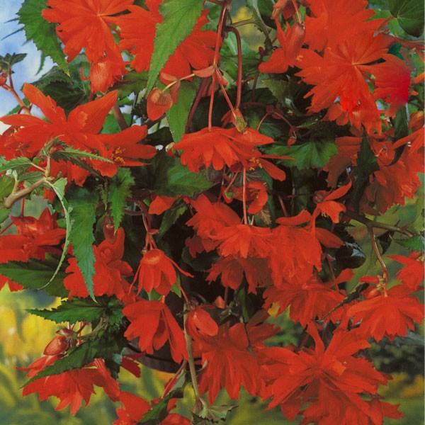 Pendula Begonia - Orange