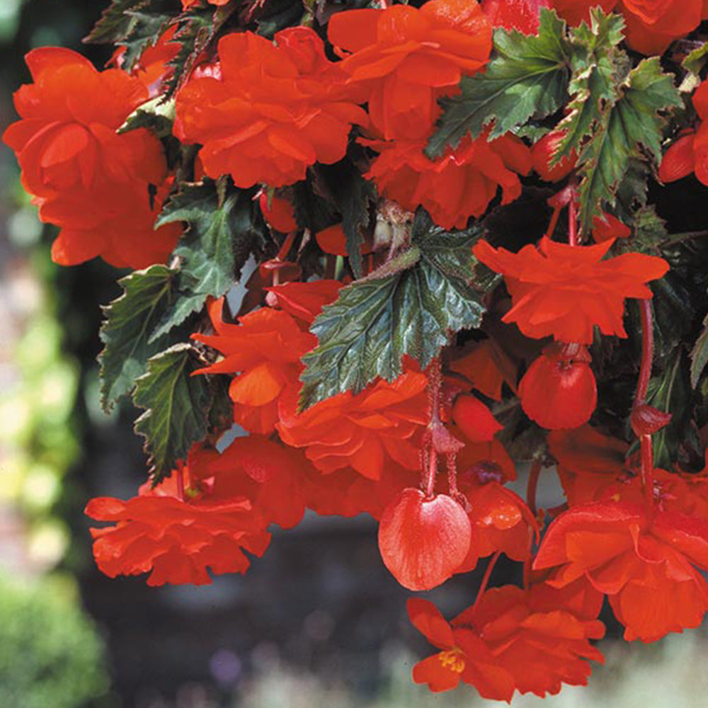 Pendula Begonia - Orange