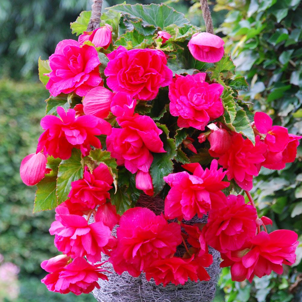 Pendula Begonia - Pink