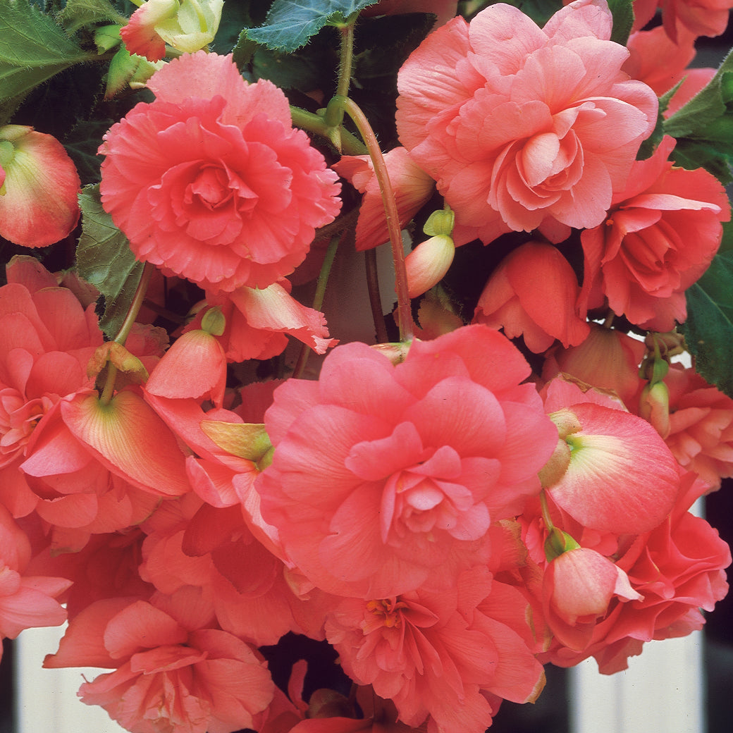 Pendula Begonia - Pink