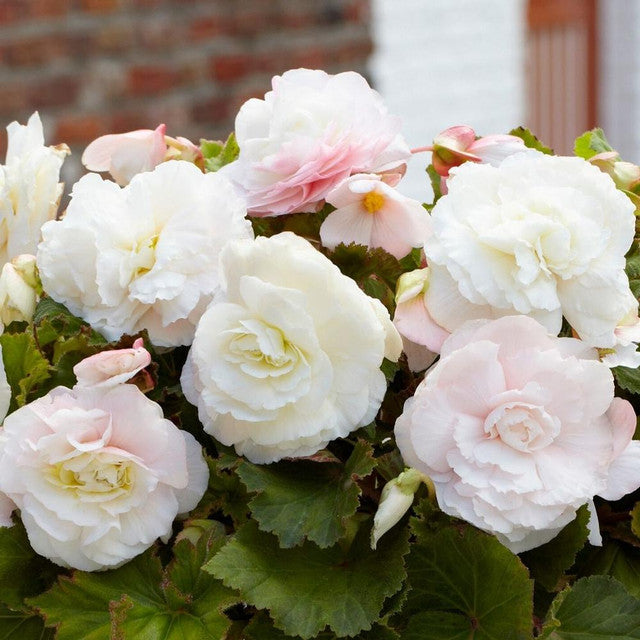 Begonia Odorata - White