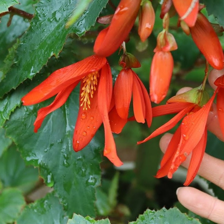 Begonia - Bertinii ( Bertini ) Boliviensis Orange