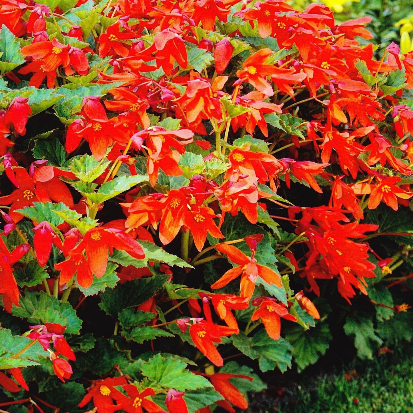 Begonia - Bertinii ( Bertini ) Boliviensis Orange