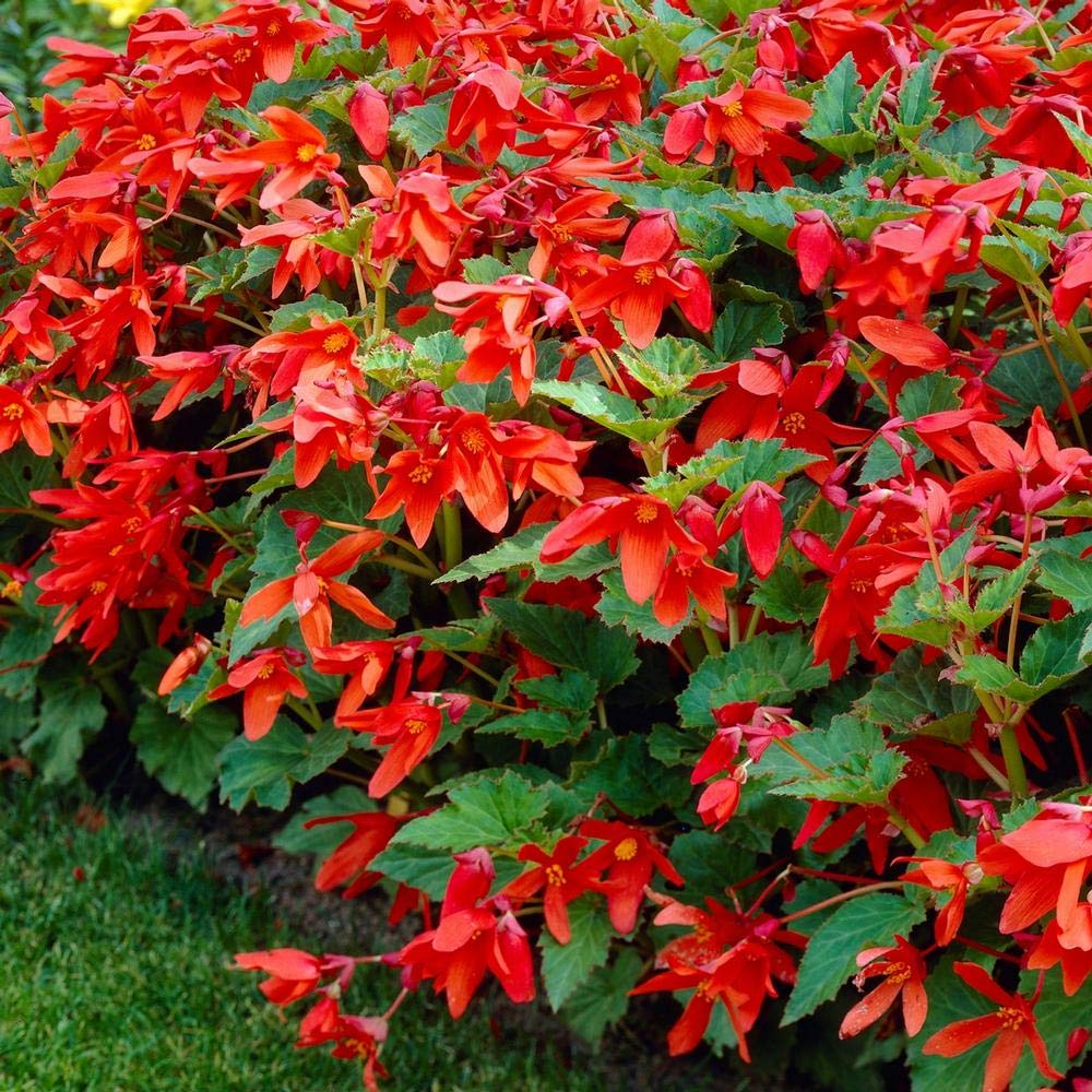 Begonia - Bertinii ( Bertini ) Boliviensis Orange