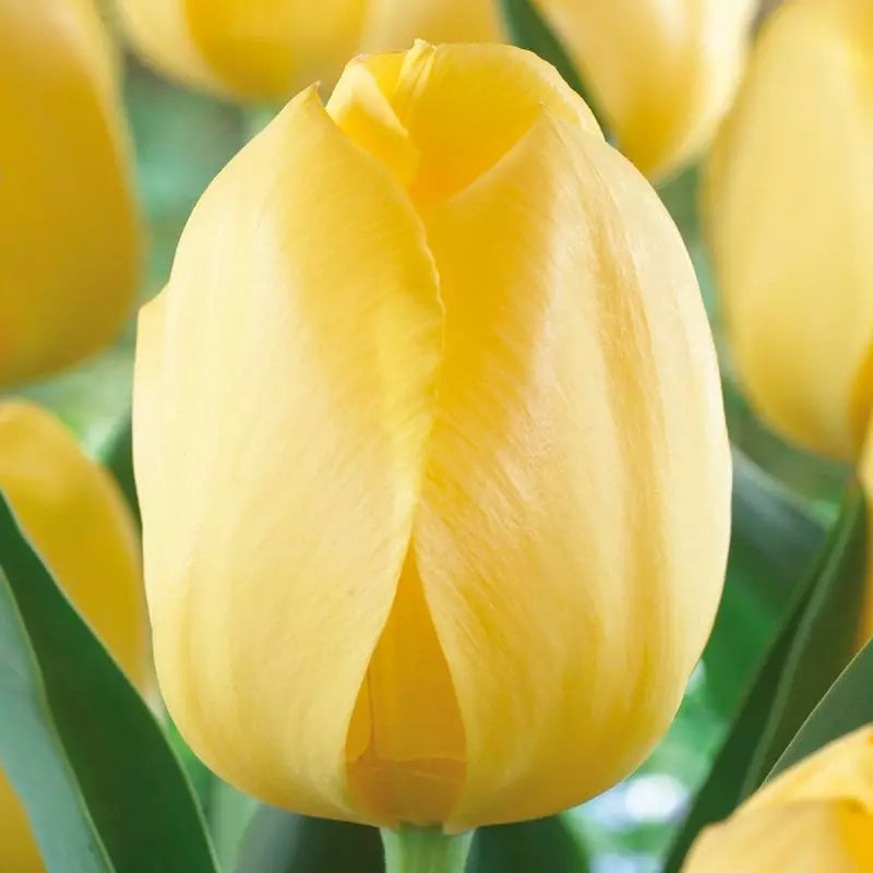 Tulip - Big Smile