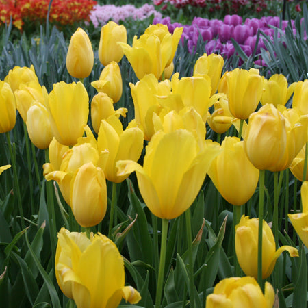 Tulip - Big Smile