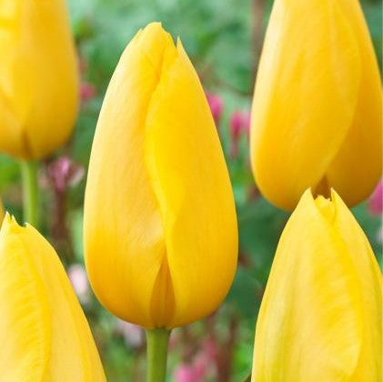 Tulip - Big Smile