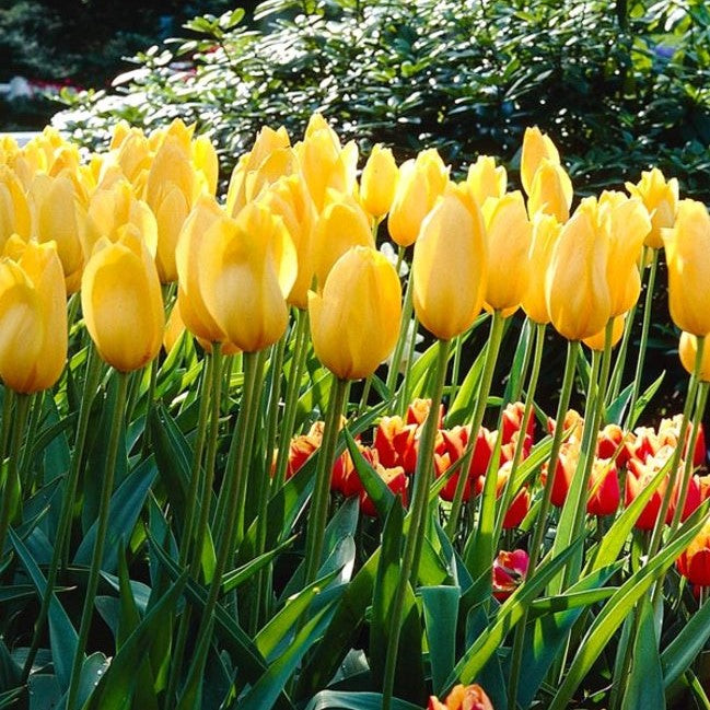 Tulip - Big Smile