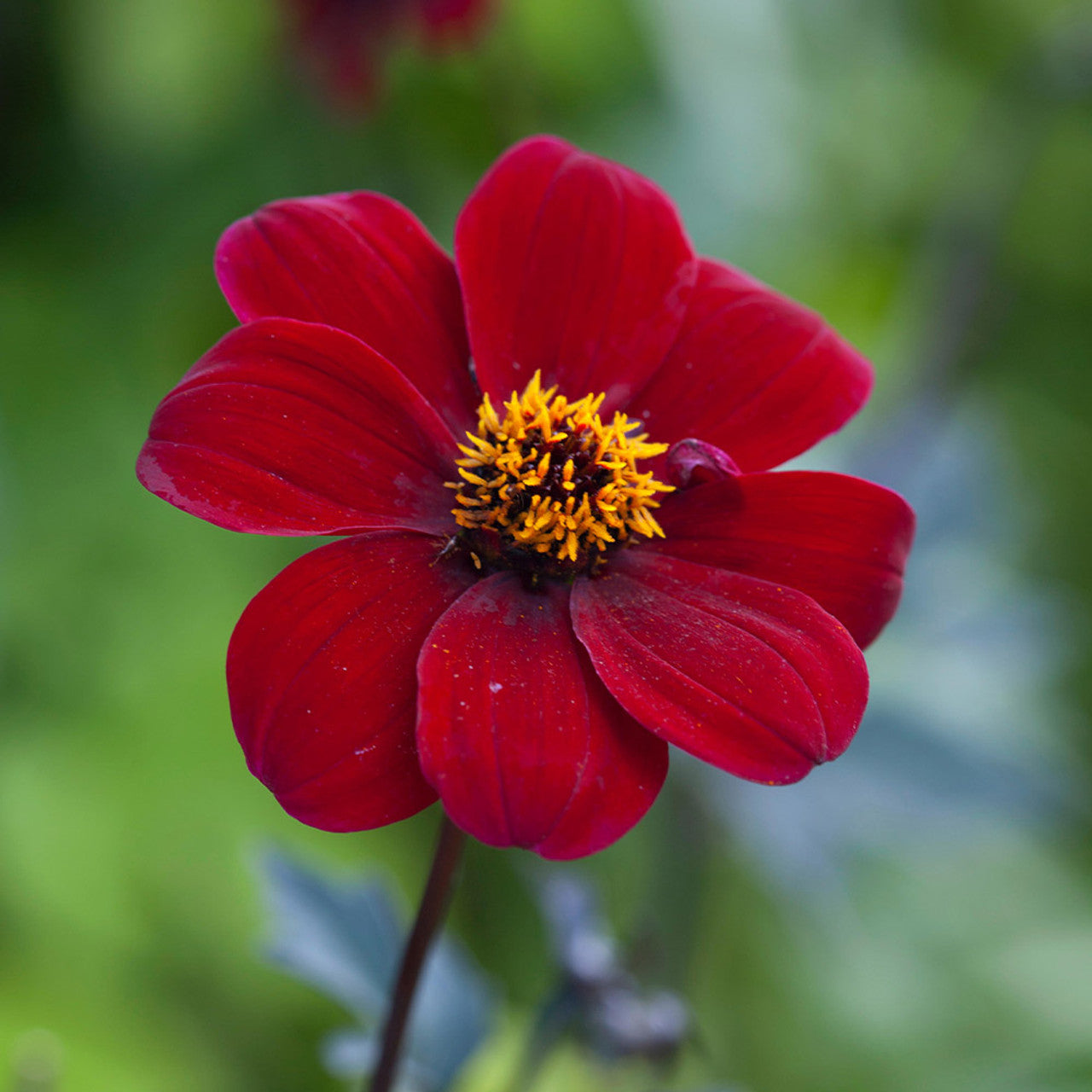 Dahlia Mignon - Bishop of Auckland