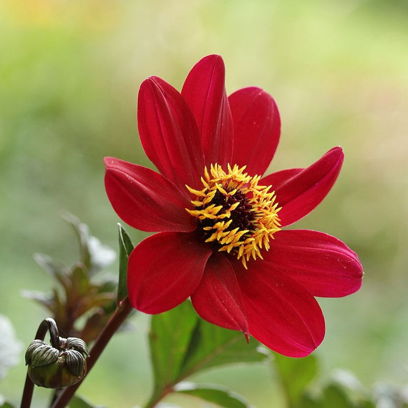 Dahlia Mignon - Bishop of Auckland