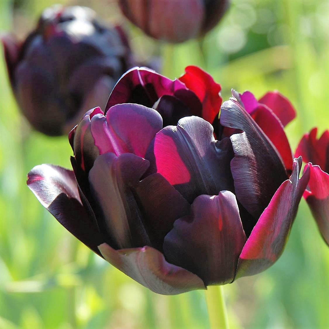 Tulip - Black Hero