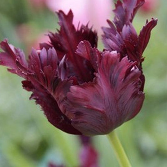 Tulip - Black Parrot