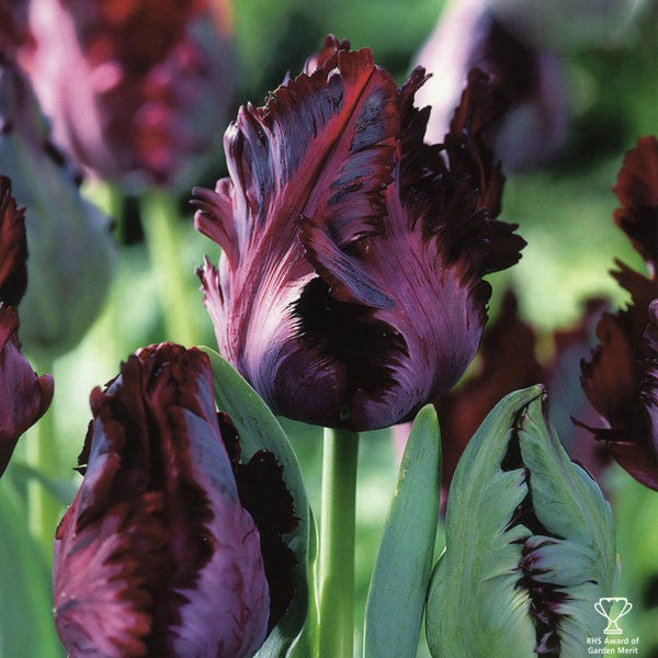 Tulip - Black Parrot