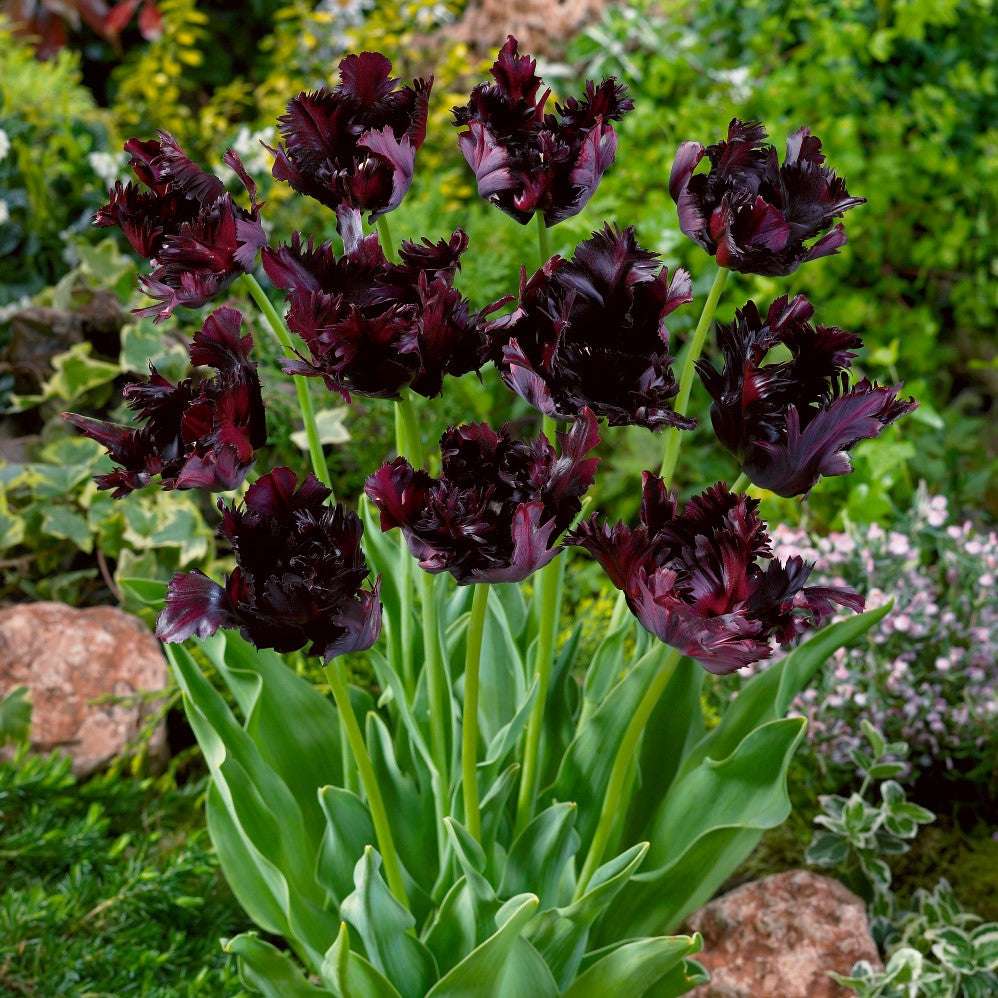 Tulip - Black Parrot