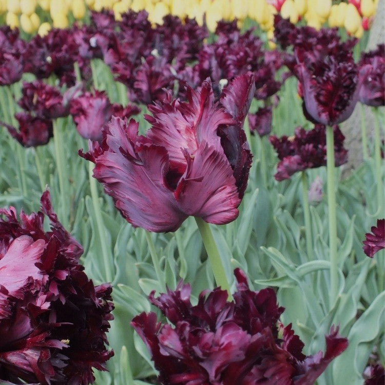 Tulip - Black Parrot