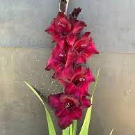 Gladioli Large Flowering - Black Sea