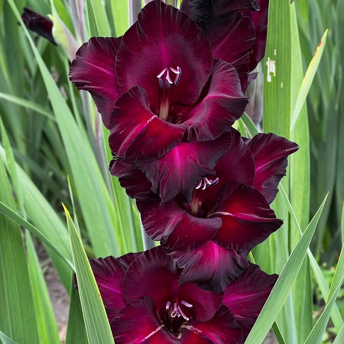 Gladioli Large Flowering - Black Sea