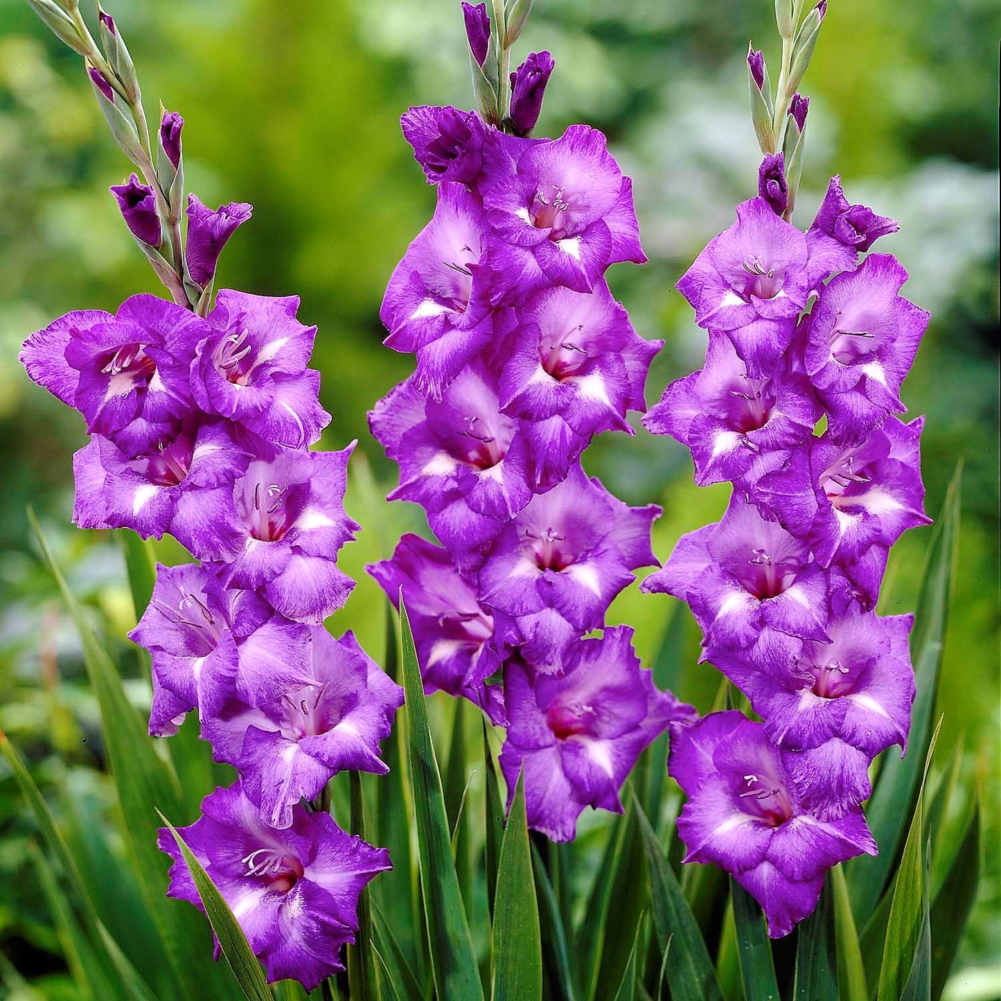 Gladioli - Blue Isle