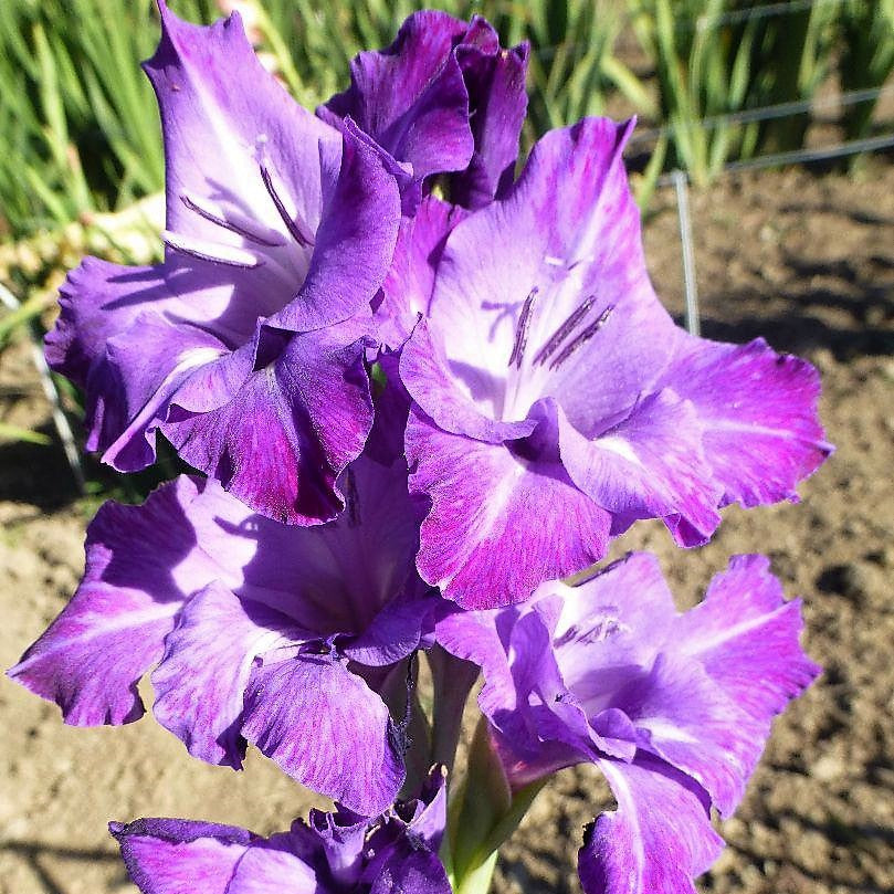 Gladioli - Blue Isle