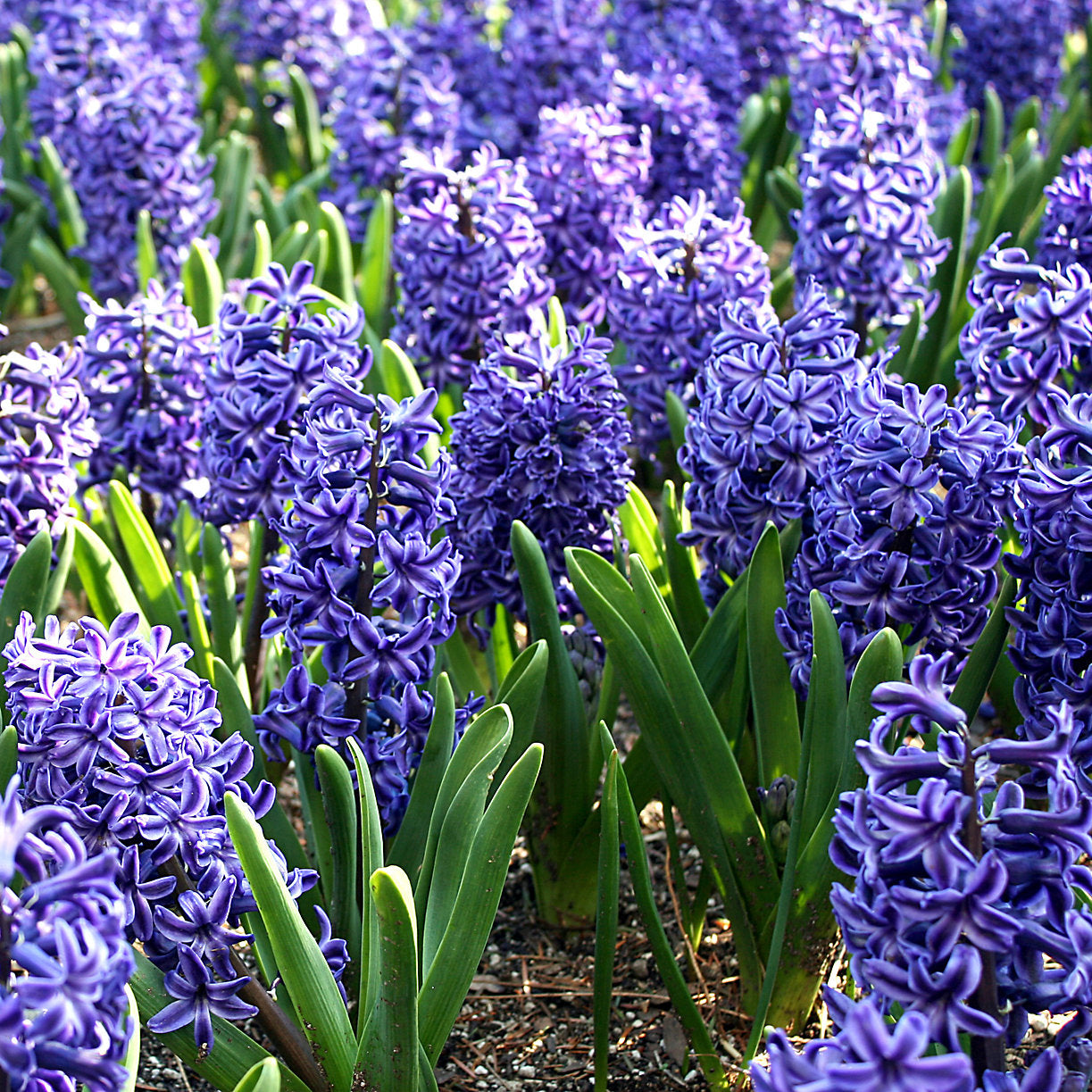 Hyacinth - Blue Jacket