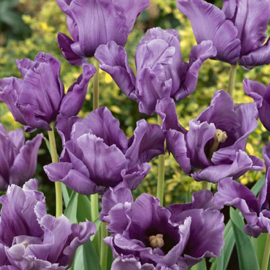 Tulip - Blue Parrot