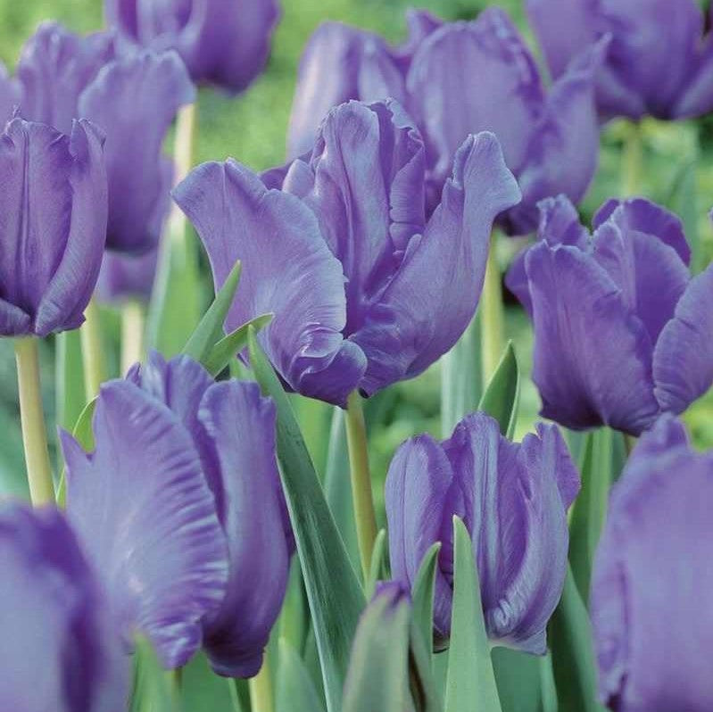 Tulip - Blue Parrot