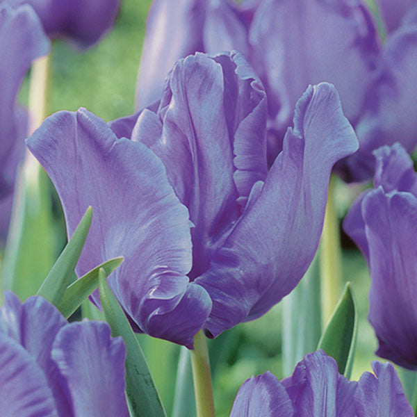 Tulip - Blue Parrot