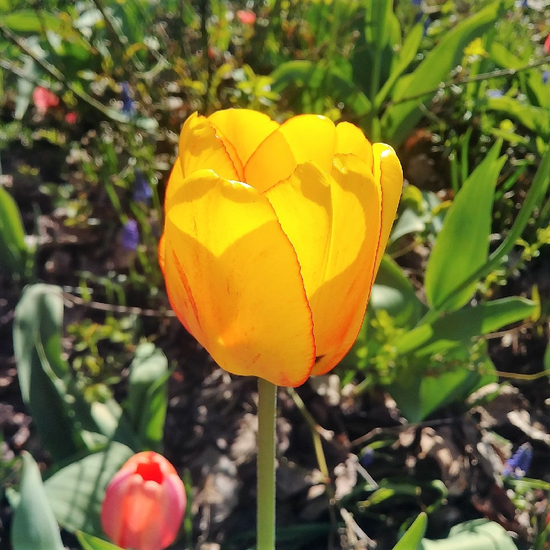 Tulip - Blushing Apeldoorn