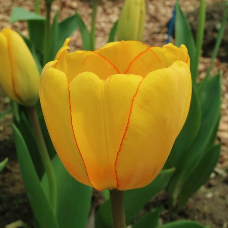 Tulip - Blushing Apeldoorn