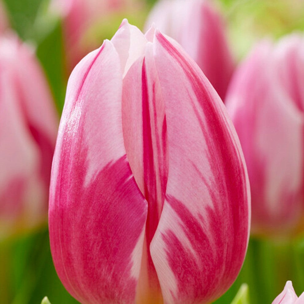 Tulip - Bojangles