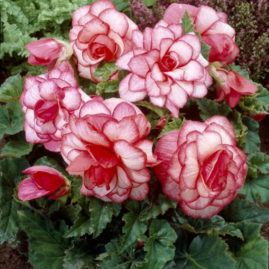 Double Begonia - Bouton De Rose