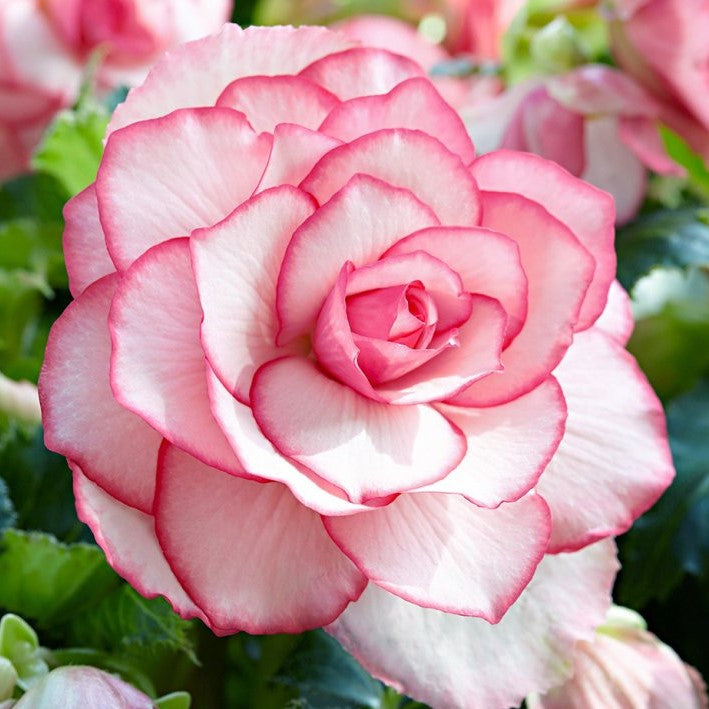 Double Begonia - Bouton De Rose