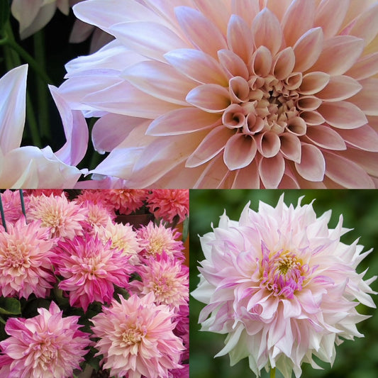 Decorative Dahlia Café Au Lait Collection