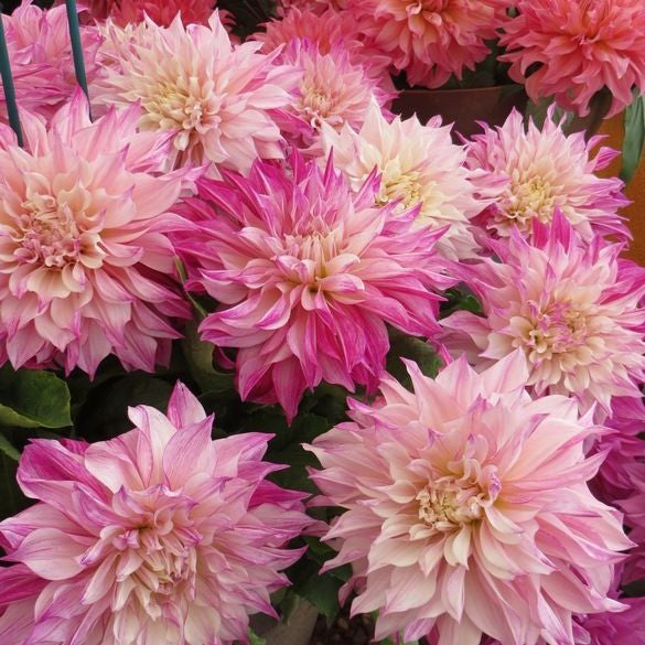 Decorative Dahlia Café Au Lait Collection