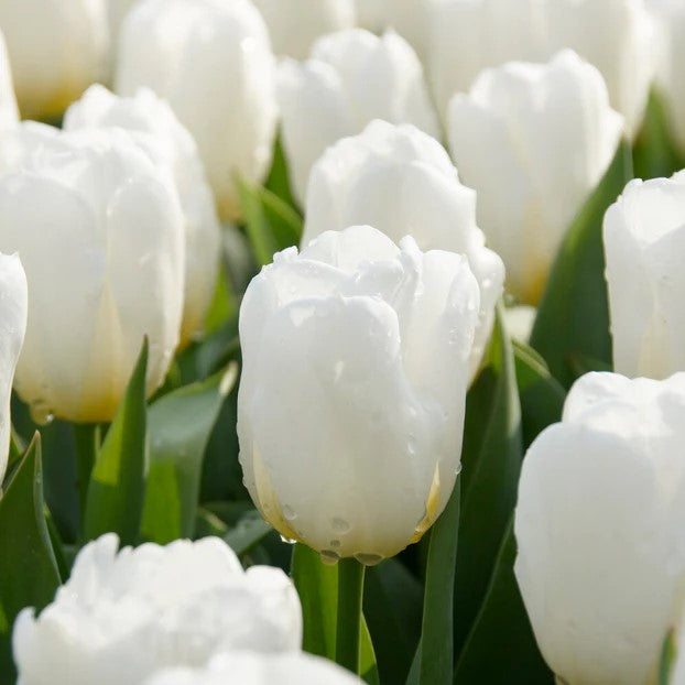Tulip - Calgary