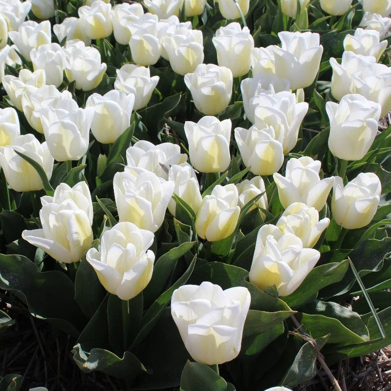 Tulip - Calgary