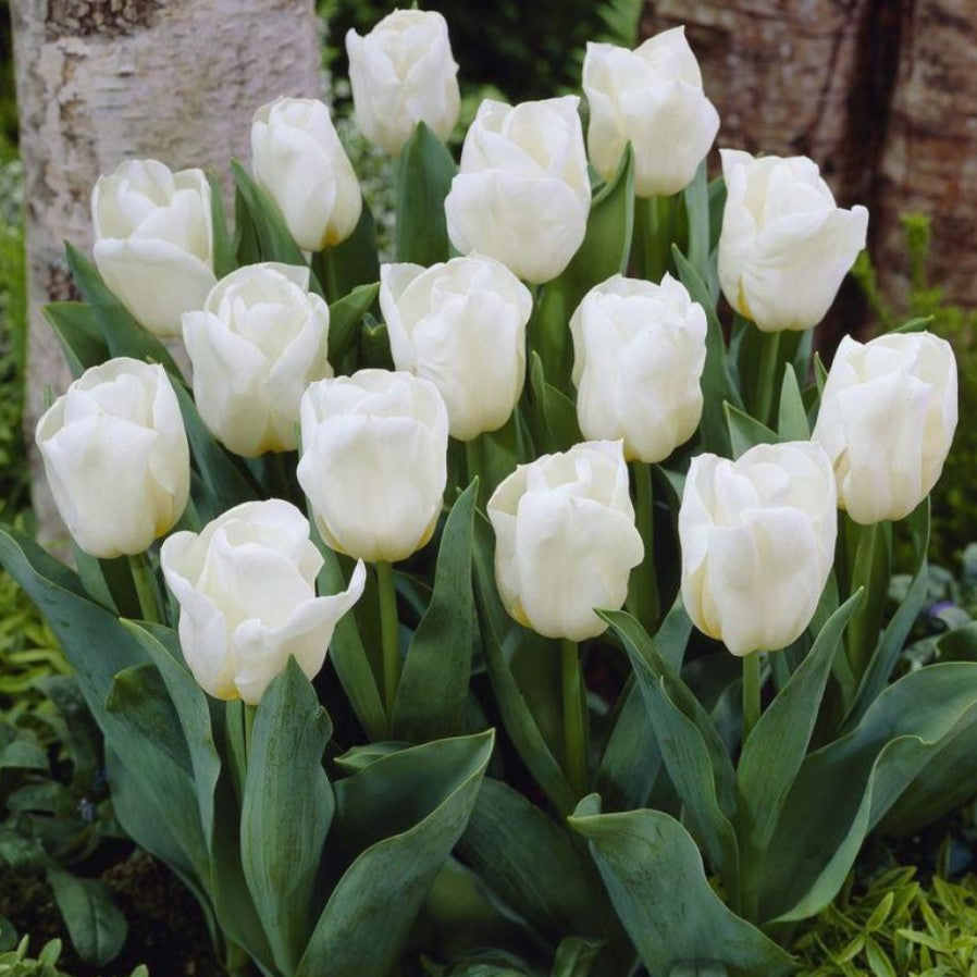 Tulip - Calgary