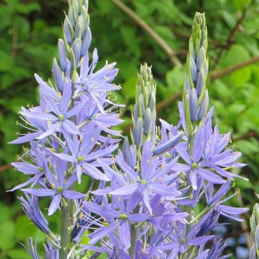 Camassia Cusickii